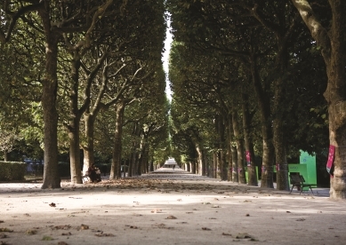 Trees lining path in park